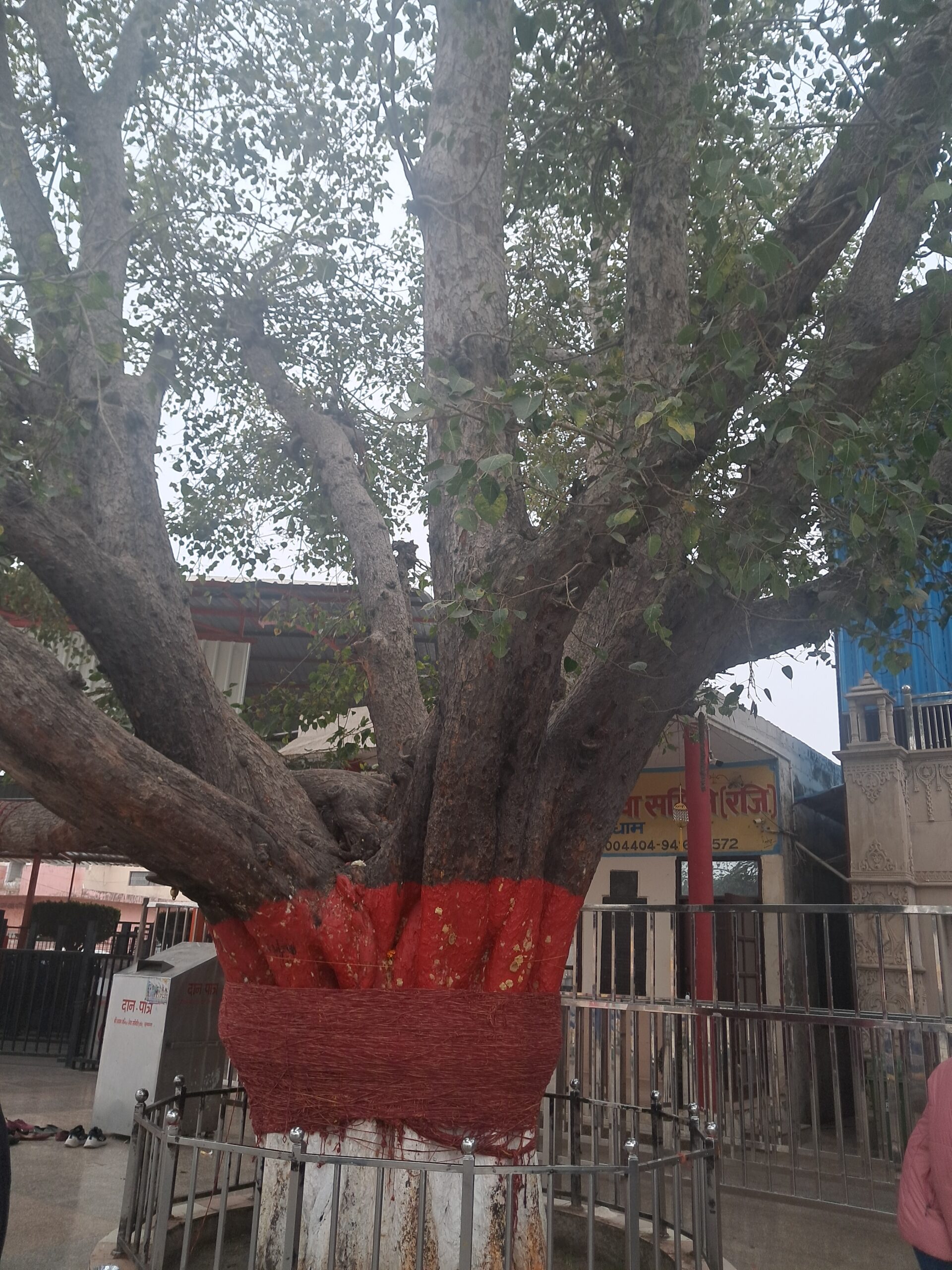 Peepal Tree at Chulkana Dham 